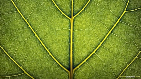 Leaf macro - macros, nature, leaf, leaves