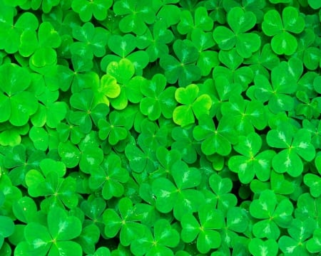 Clover - nature, green, clover, shamrocks