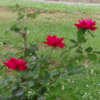 roses ,three in a row