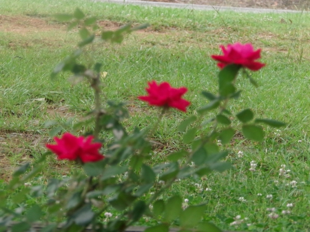 roses ,three in a row - three, summer, gardens, roses