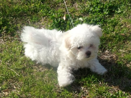 briley - briley, white, pets, puppy