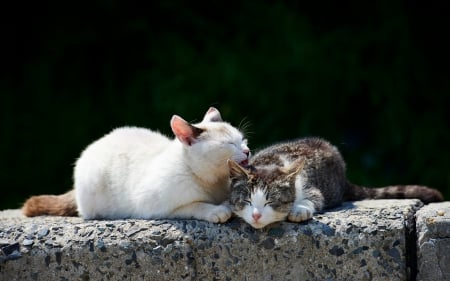 Relaxing. - cats, summer, relaxing, two