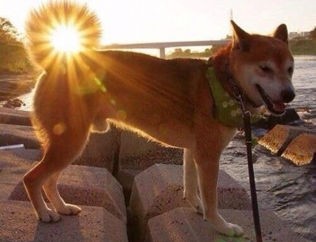 Sun - nature, cool, sun, animals, dogs