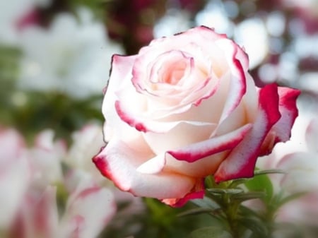 Pink Beauty - flowers, nature, rose, beauty, petals, pink