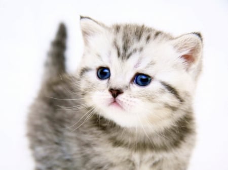 Kitty - animal, kitten, blue, eyes, Kitty