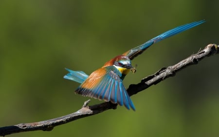 Kingfisher - bird, blue, kingfisher, green, wings, feather, orange