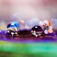 Water drops on a peacock feather