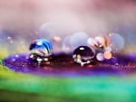 Water drops on a peacock feather