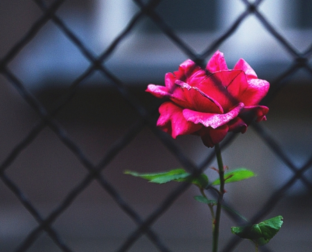 Behind bars - alone, behind bars, rose, red