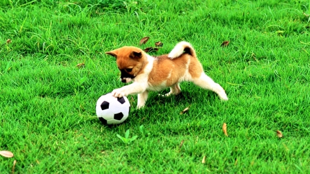 HAPPY PUPPY - nature, puppy, green, football, playing, grass, happy