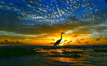 Sunset - bird, clouds, sea, senset