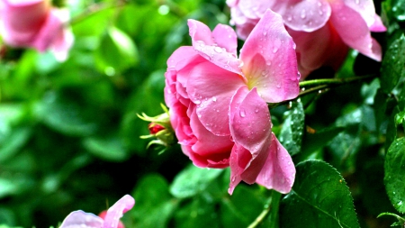 ROSE BEAUTY WITH WATERDROPS - nature, green, waterdrops, buds, rose, flower, petals, pink beauty