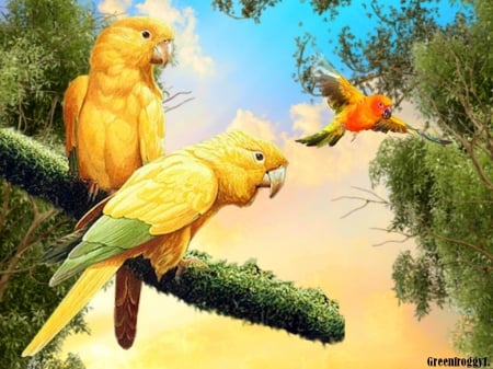 YELLOW BIRDS - THREE, YELLOW, PARROTS, BIRDS