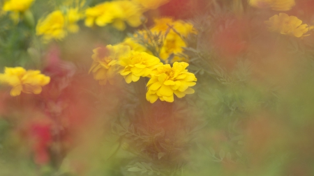 Marigold - yellow, red, orange, flowers, marigold, french marigold, tagetes, flower