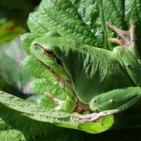 Green frog