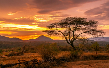 Beautiful Sunset - sky, tree, nature, sunset