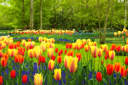 Holland tulips