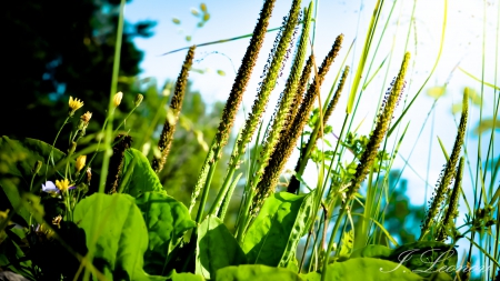 Rise of the Plantain - sky, blue, green, summer, field, plantain, grass