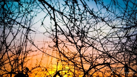 Evening Net - trees, sticks, branch, sunset, yellow, blue, evening, sun