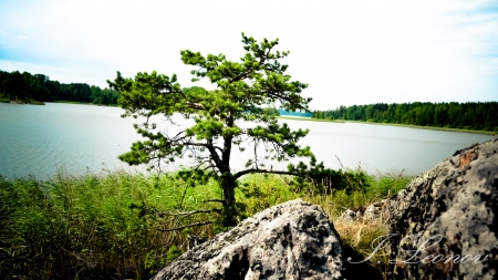 Sweet Ladoga Lake - Ladoga, river, water, summer, lake, tree, rocks