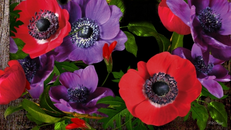 Purple Red Poppies - red, summer, purple, poppies, flowers, wild flowers, leaves