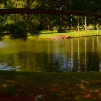 Scenic Summer Pond