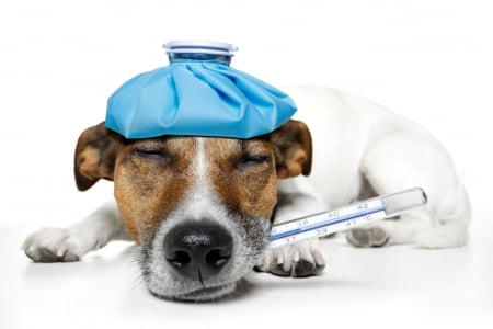 Feeling Sick :( - thermometer, sick, dog, ice pack, funny, jack russel terrier, terrier