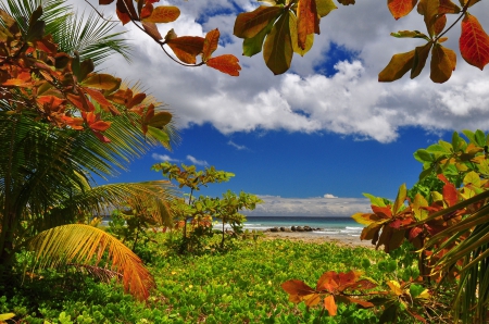 Exotic Island - autumn, beach, sky, trees, palms, water, leaf, shore, rocks, coast, nature, clouds, leaves, sea, sand