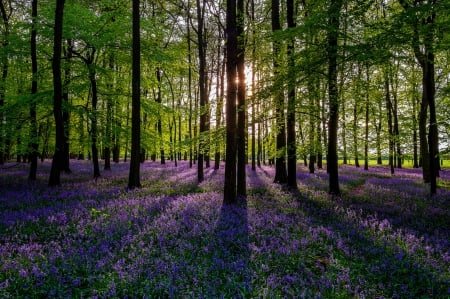 Splendor - sunlight, trees, splendor, sunshine, forest, flowers, nature, rays, sunrys, sun, sky, woods