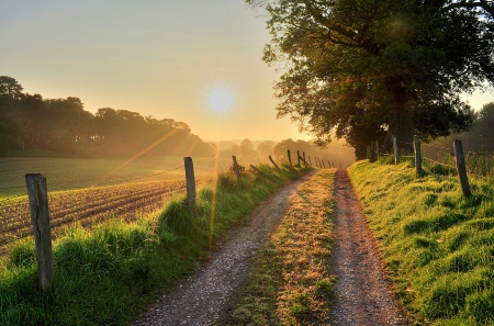 Sunny Day - trees, sunny, splendor, landscape, grass, fence, sunrays, path, nature, rays, sun, sky