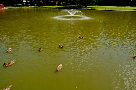 Ducks In A Pond - pond, little pond, cute ducks, Ducks In A Pond, ducks