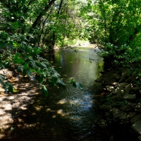 Summer Stream