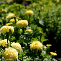 Yellow Summer Field