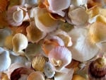 Shells