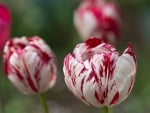 Red and white tulips