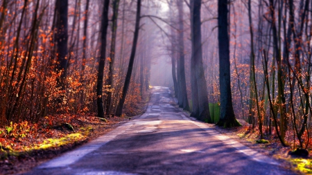 autumn forest road in focus - focus, autumn, mist, road, forest