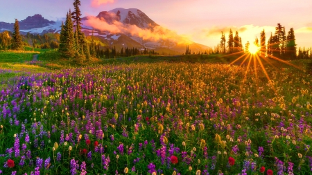 Gorgeous sunrise - summer, beautiful, amazing, gorgeous, field, mist, mountain, shine, glow, meadow, rays, landscape, wildflowers, fiery, clouds, lovely, sunrise, dazzling