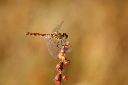 First dragonfly - animals, photography, summer, field, wallpaper, spring, nature, abstract, dragonfly, insects, macro, close-up, wild, grass