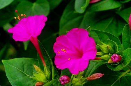 Summer flowers - summer, lovely, nature, freshnerss, pretty, beautiful, leaves, flowers, garden