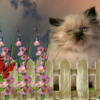 CUTE KITTY
