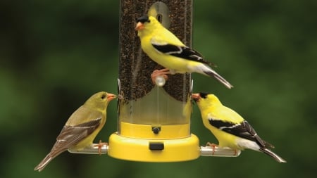 Three Goldfinch - feeder, birds, bright, goldfinch, canaries