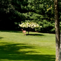 Deer In The Woods