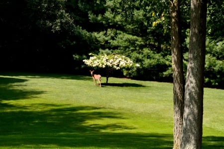 Deer In The Woods - deer, scared deer, Deer In The Woods, reindeer, feeding deer