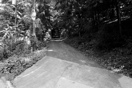 Path In The Woods - path, trail, deep woods, dark forest, Path In The Woods, forest