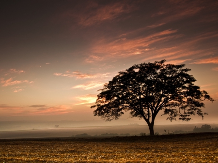 Calm - calm, tree, land, cool