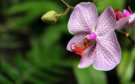 Flower - white, purple, flower, beautiful