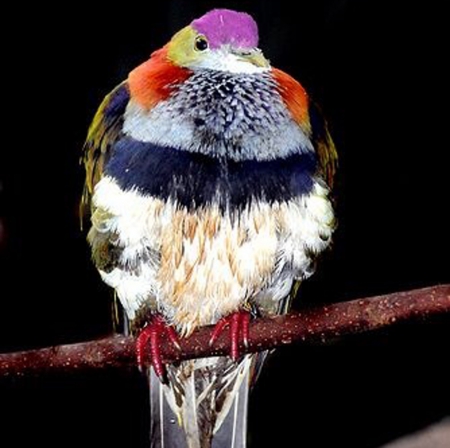 Dove - colors, tree, dove, bird