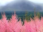 Pink Trees