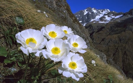 Wild Flowers on Mount Cook, New Zealand