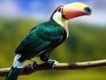 Toucan on branch